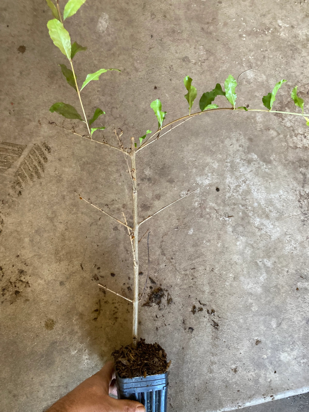 Organic pomegranate plant foliage detail