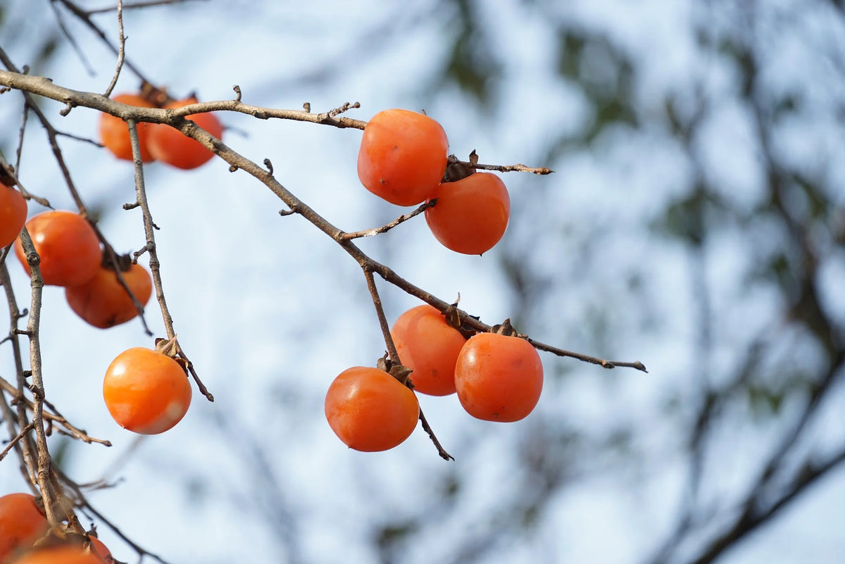 American Persimmon Diospyros Virginiana bare root live seedling tree