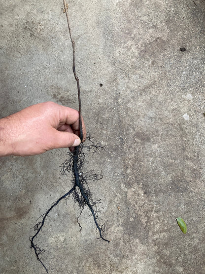 Diospyros virginiana persimmon seedling detail