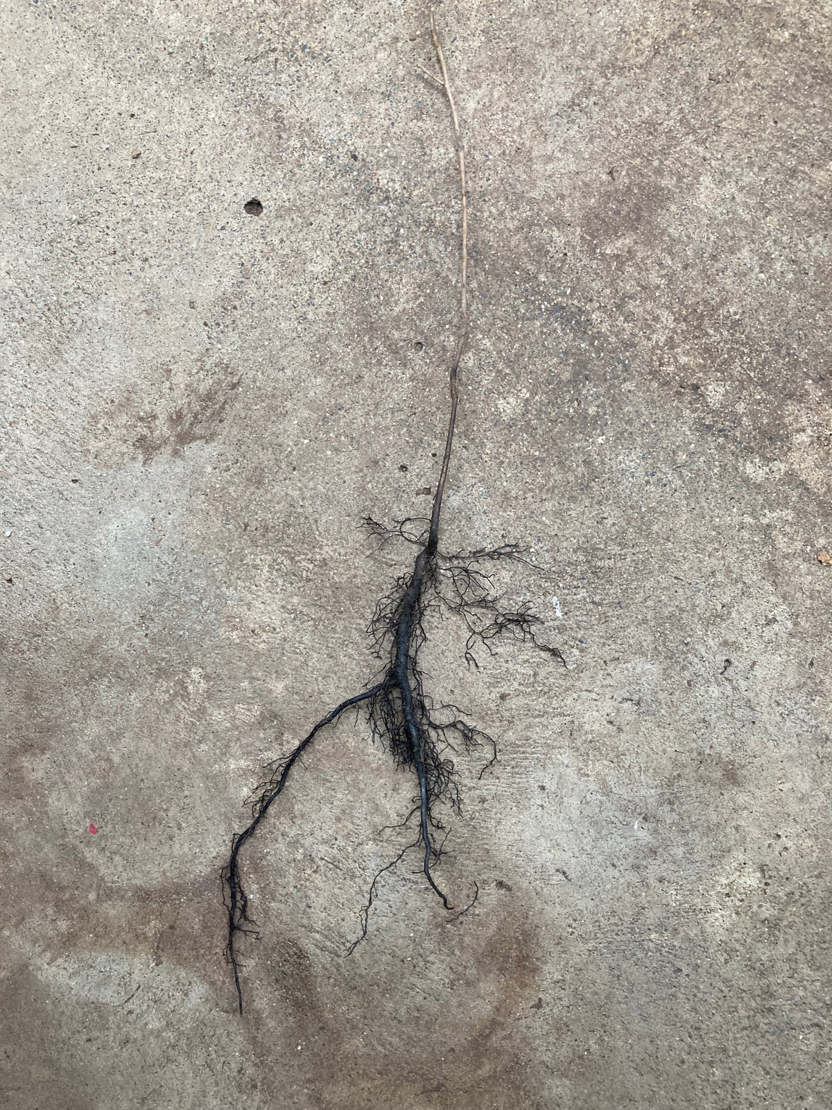 American persimmon tree seedling root system