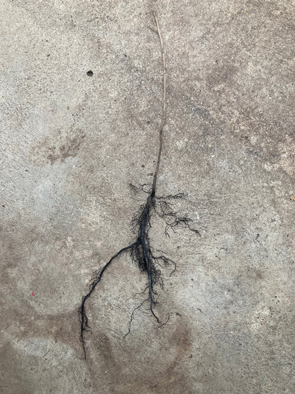 American persimmon tree seedling root system
