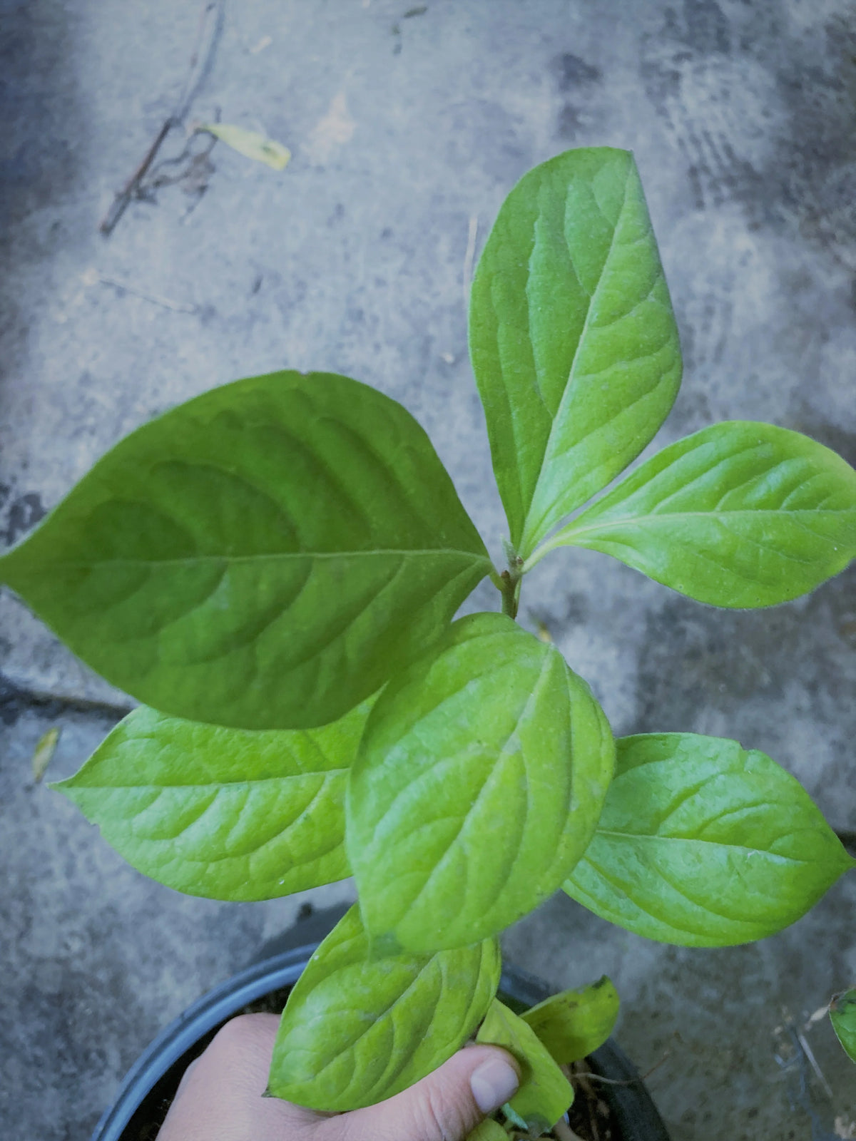 Organically grown persimmon bare root seedling
