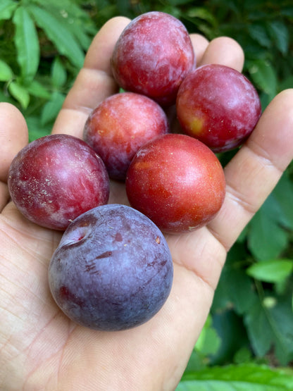 Three American Plum Prunus Americana scion cuttings for grafting