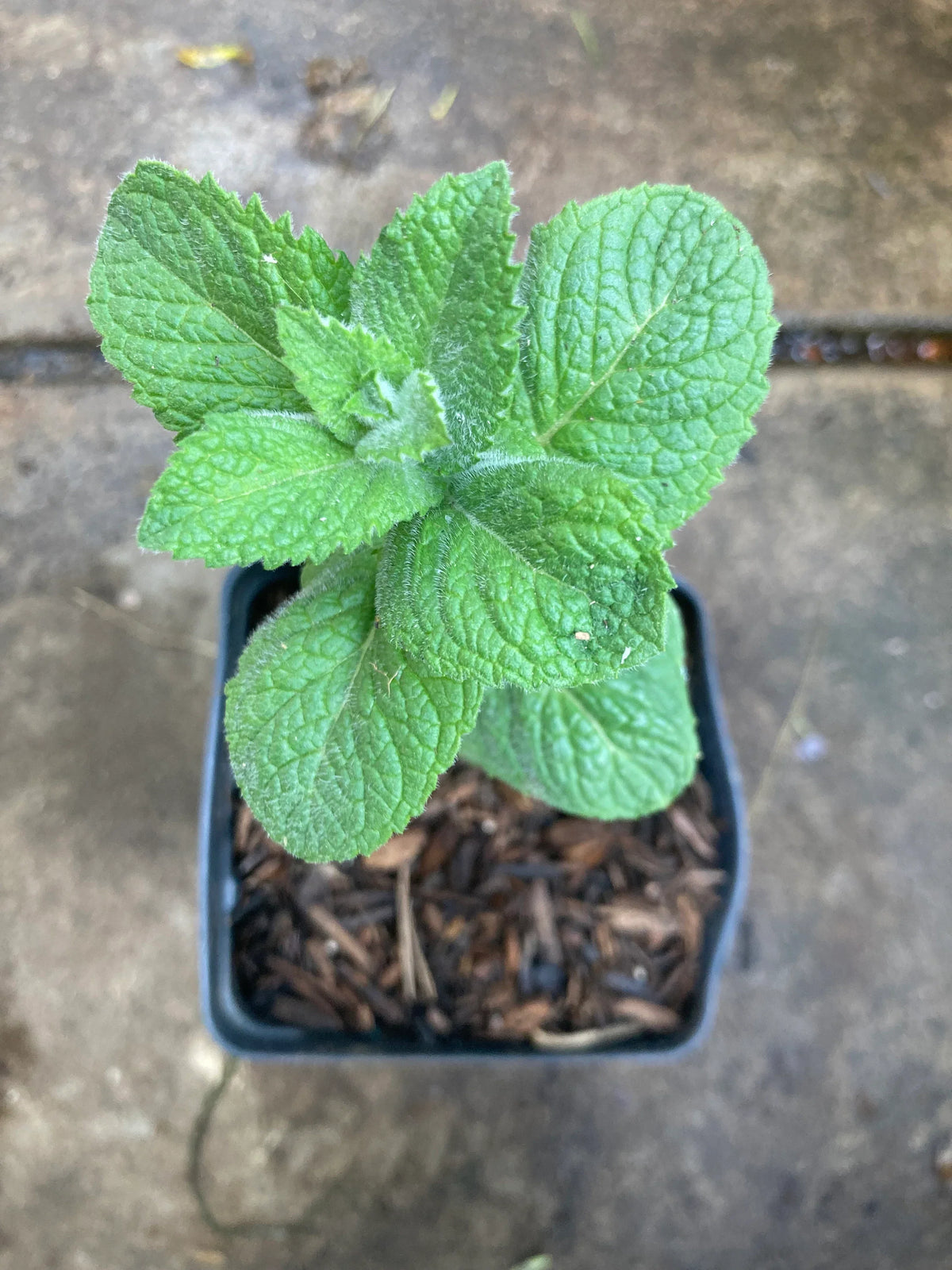 Lush green Apple Mint plant in a pot with crinkled leaves