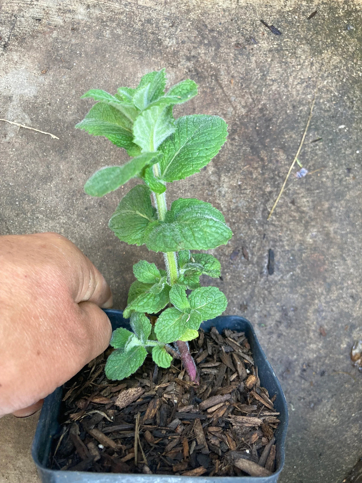 Apple mint plant close-up showing crinkled leaves
