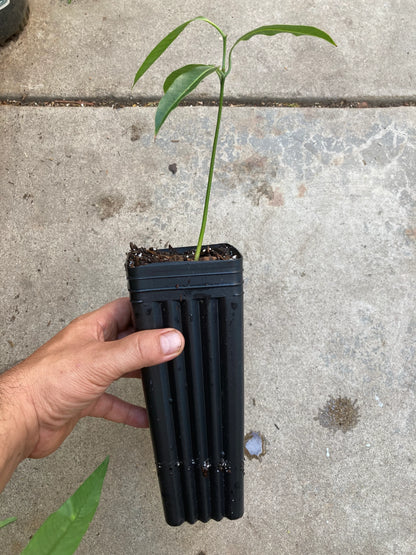 Ataulfo mango seedling close-up with young leaves