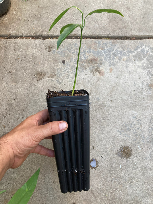 Ataulfo mango seedling close-up with young leaves