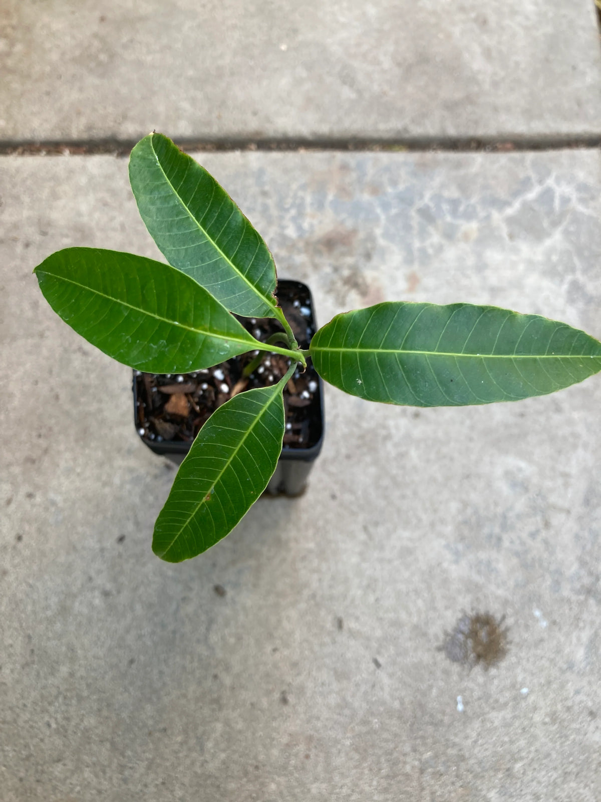 Organically grown Ataulfo mango seedling detail