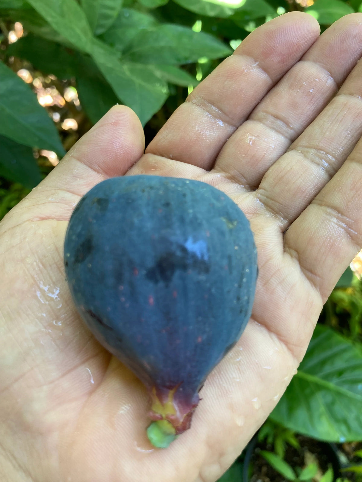 Black Mission fig tree scionwood for grafting