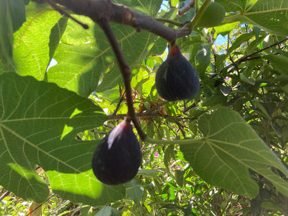 Organic fig scionwood cutting for grafting detail