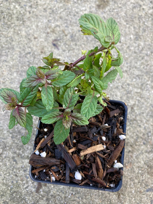 Lush Chocolate Mint plant with green and brown-tinged leaves in a pot
