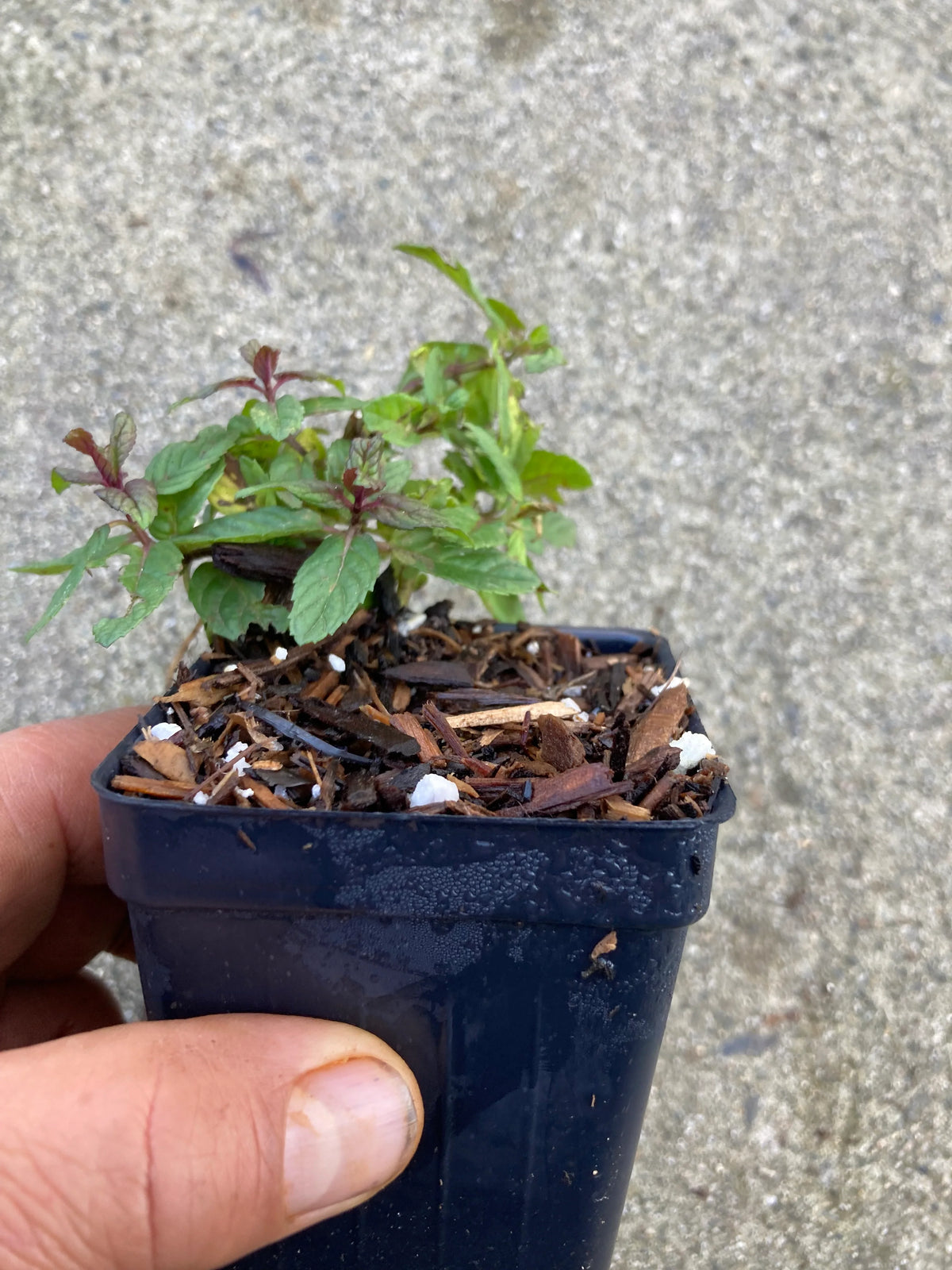 Chocolate mint plant leaves close-up