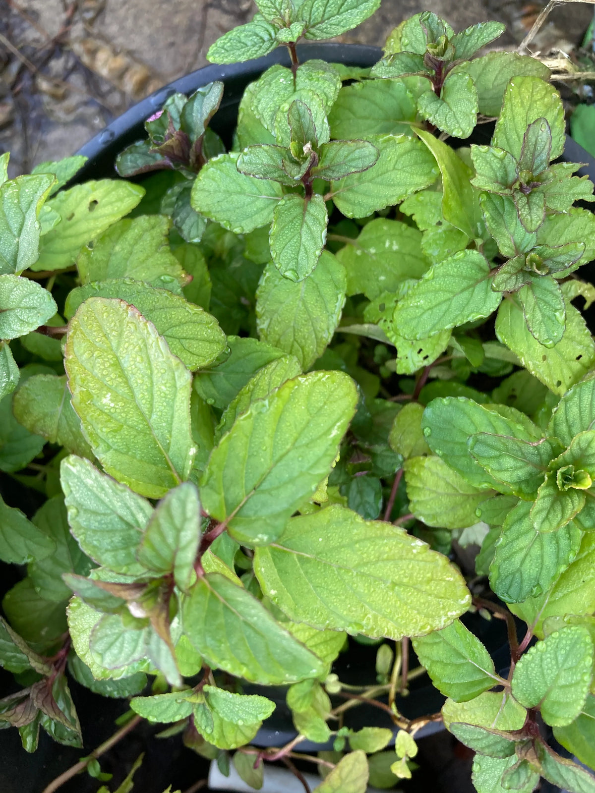 Organically grown chocolate mint herb detail