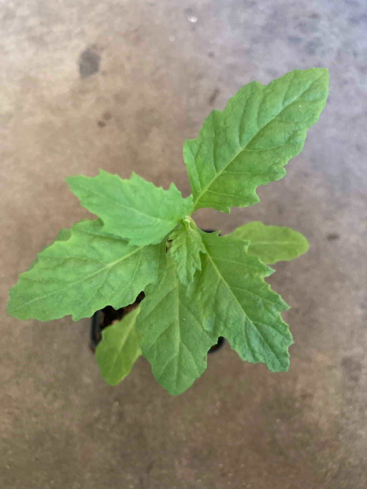Epazote Mexican Tea live herb plant in pot with green leaves