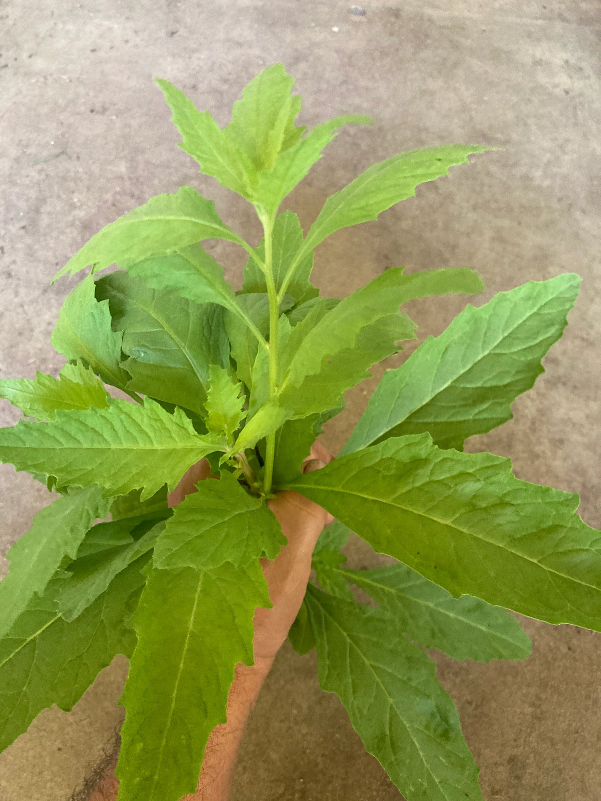 Organically grown epazote plant detail