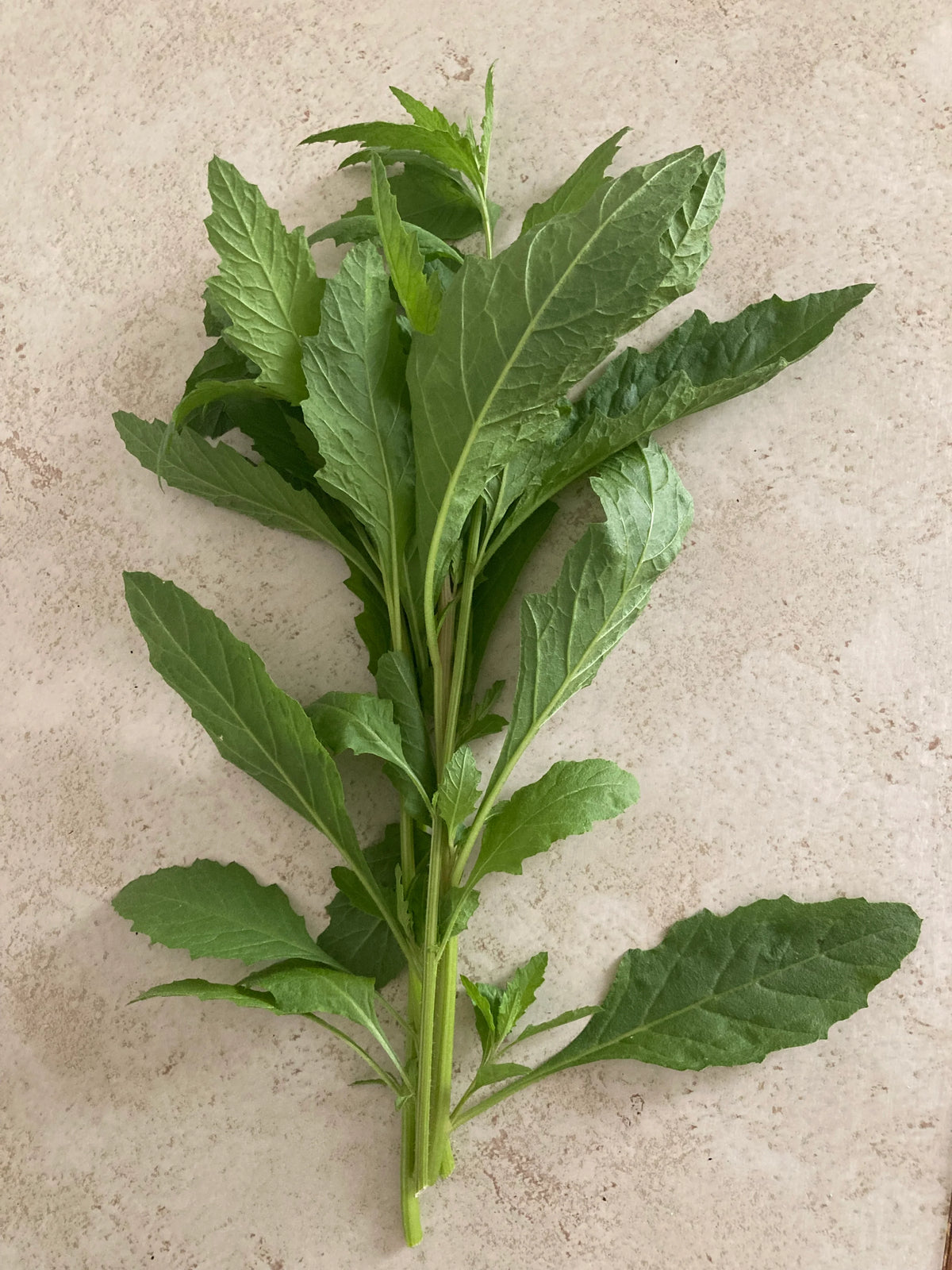 Dysphania ambrosioides epazote plant in pot