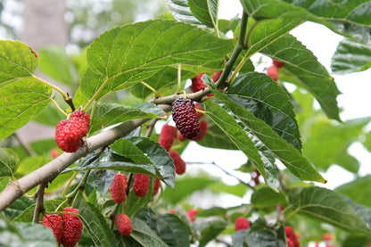 Bundle of everbearing mulberry scionwood cuttings for grafting