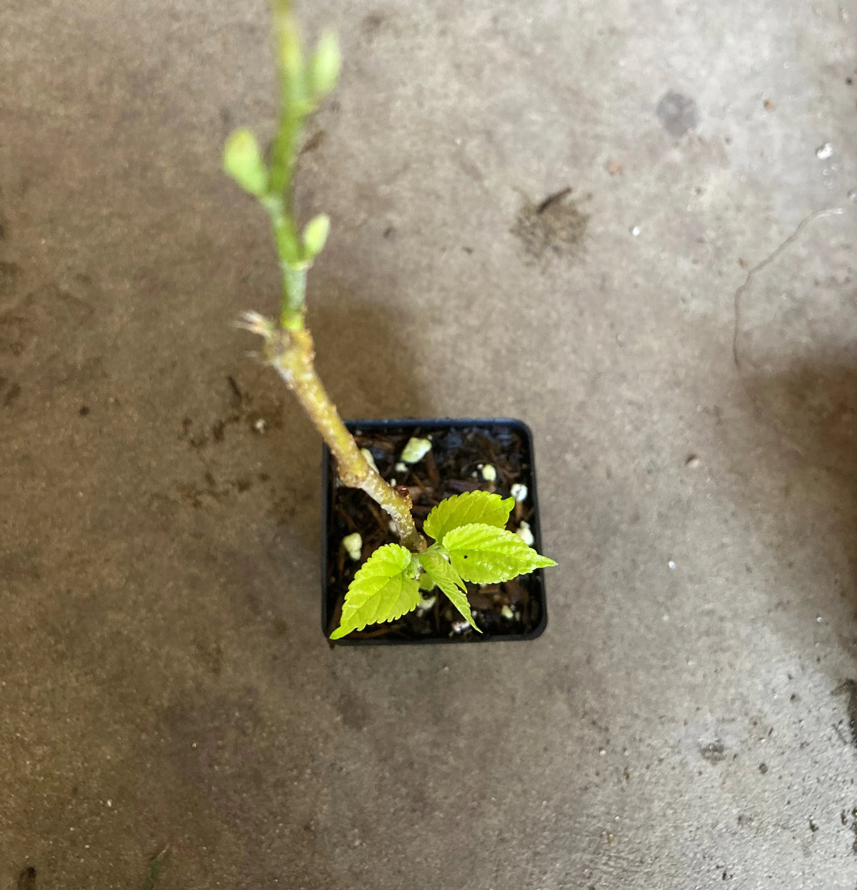 Everbearing mulberry scionwood cuttings close-up