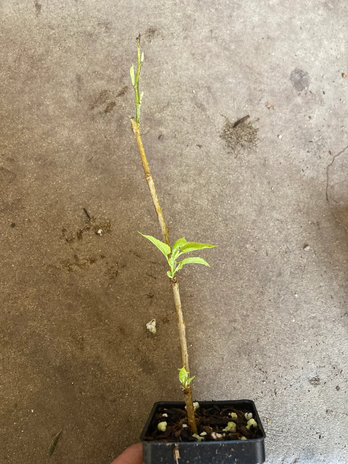 Organic mulberry grafting cuttings detail