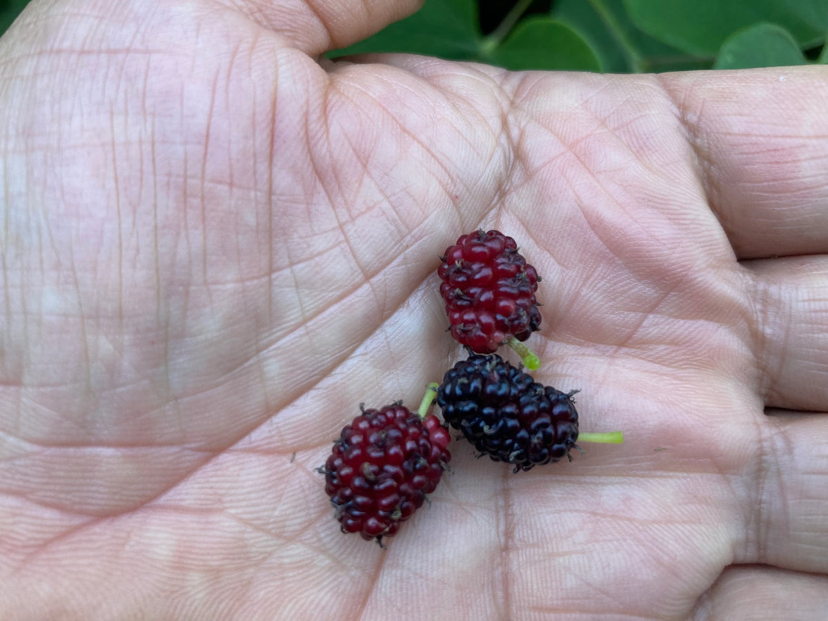 Mulberry scionwood bundle for grafting