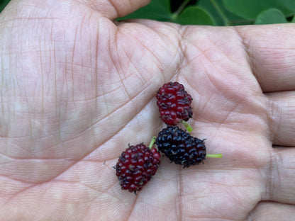 Mulberry scionwood bundle for grafting