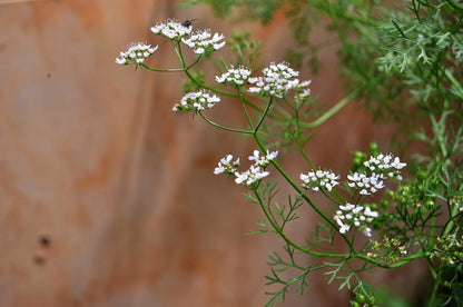 Packet of 100 non-GMO Mexican cilantro and coriander seeds