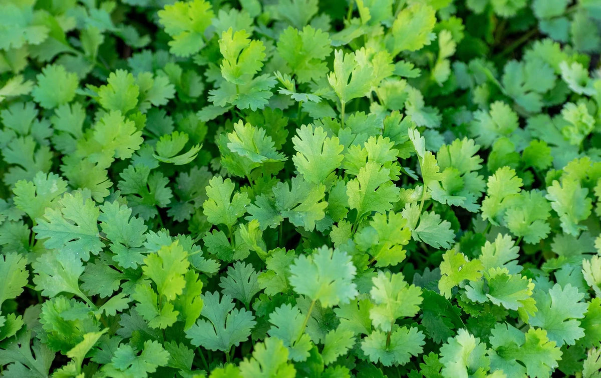 Organically grown Mexican cilantro seeds packet detail
