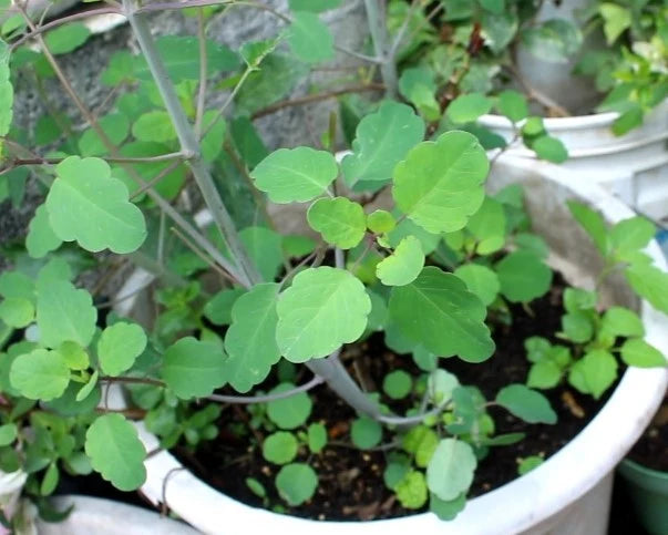 Papalo herb seeds packet for growing Bolivian coriander