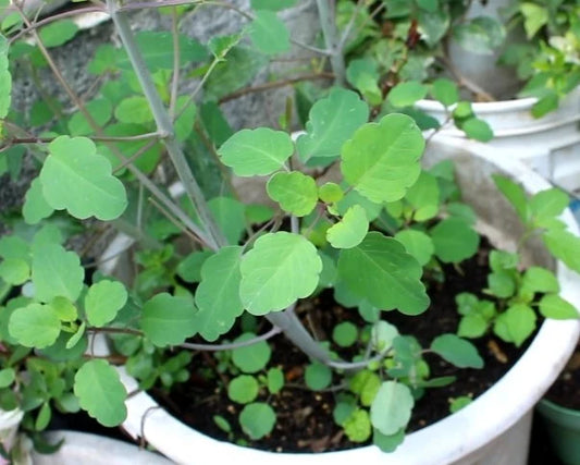 Papalo herb seeds packet for growing Bolivian coriander