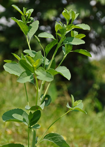 Papalo seeds close-up view