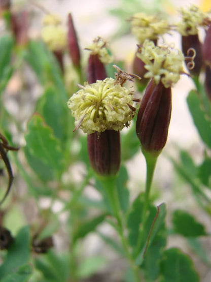 Organic papalo herb seeds detail