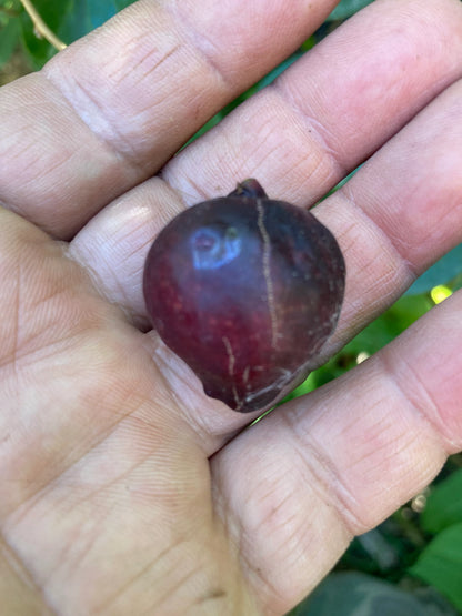 Strawberry guava live plant organically grown (Psidium cattleyanum)