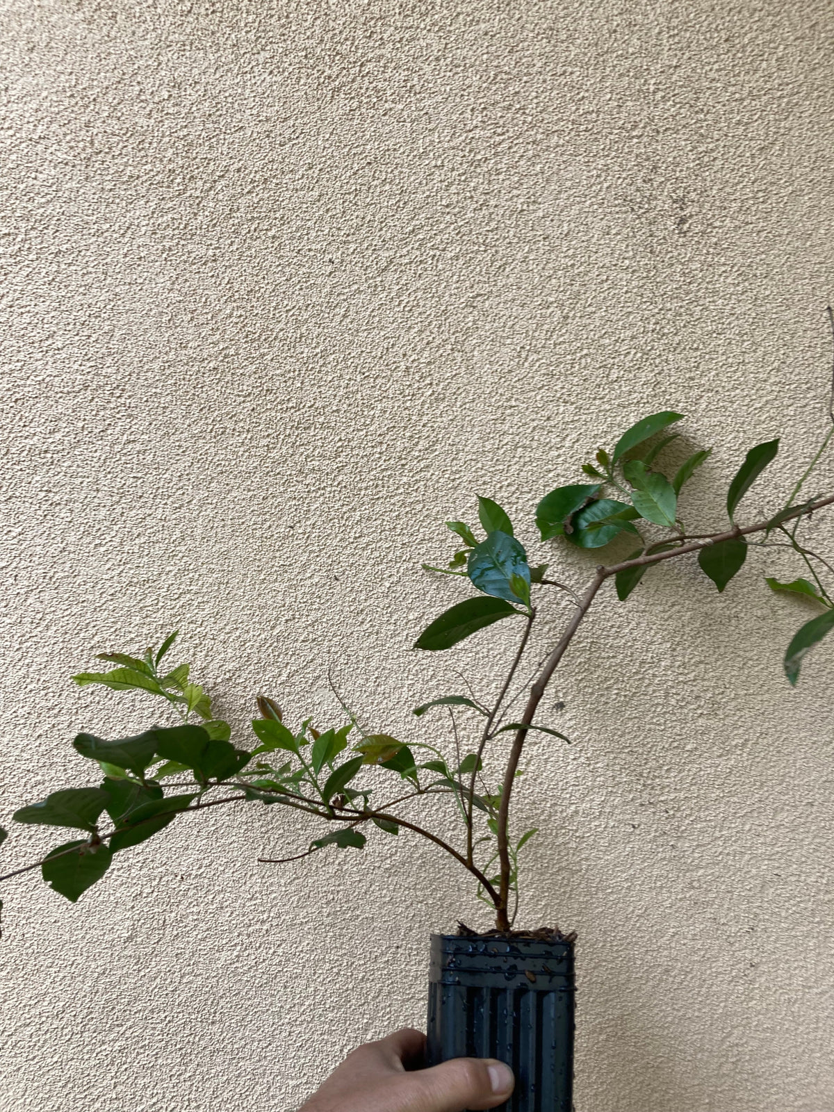 Organic strawberry guava plant foliage detail