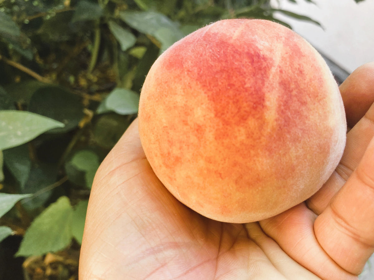 Red Haven Peach Scionwood for grafting organic fruit trees