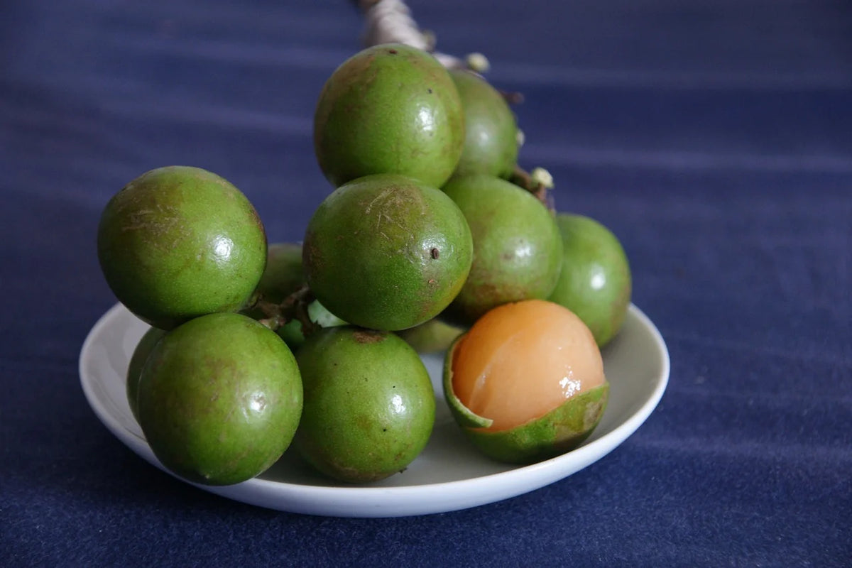 Spanish Lime Mamoncillo live plant with green foliage and small round fruits