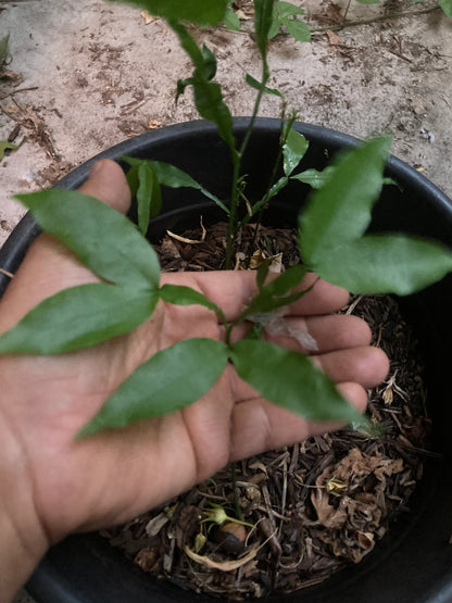Spanish lime Mamoncillo plant foliage close-up