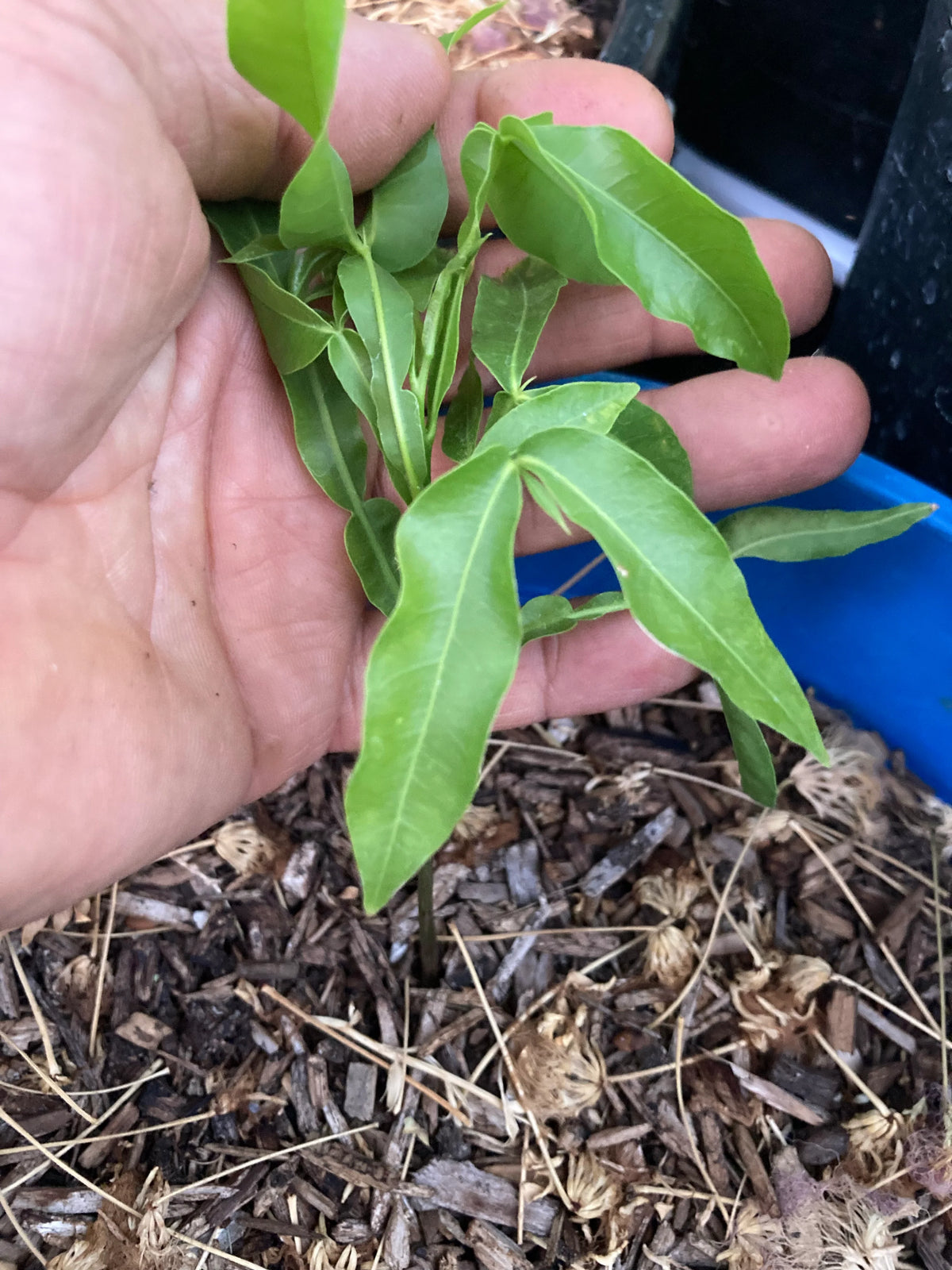 Mamoncillo live plant foliage detail