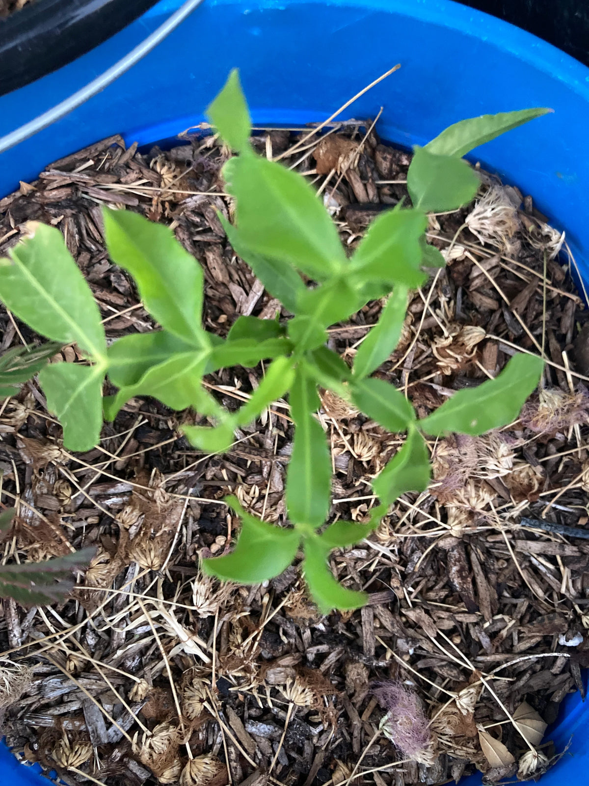 Organically grown Spanish lime plant detail