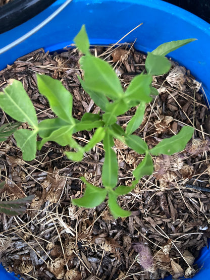Organically grown Spanish lime plant detail