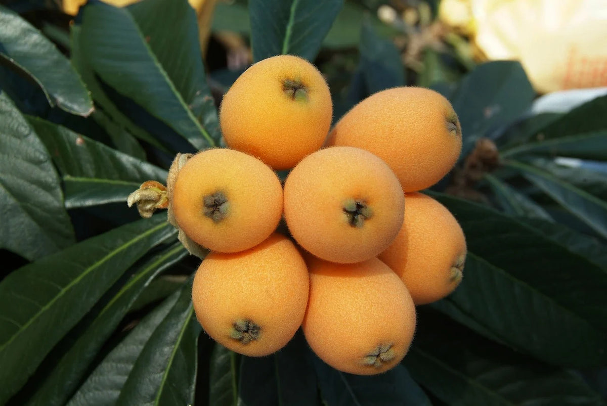 Sweet Yellow Plum Loquat Tree Seedling with glossy green leaves