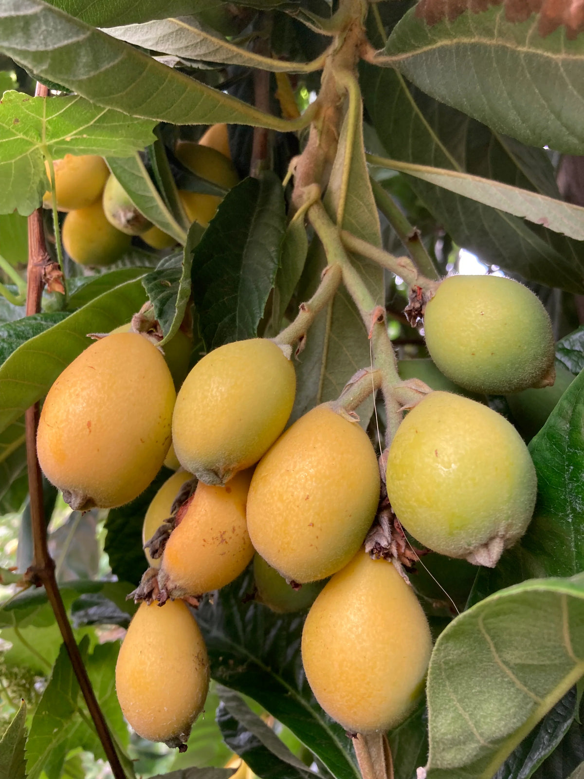 Loquat tree seedling close-up with glossy leaves