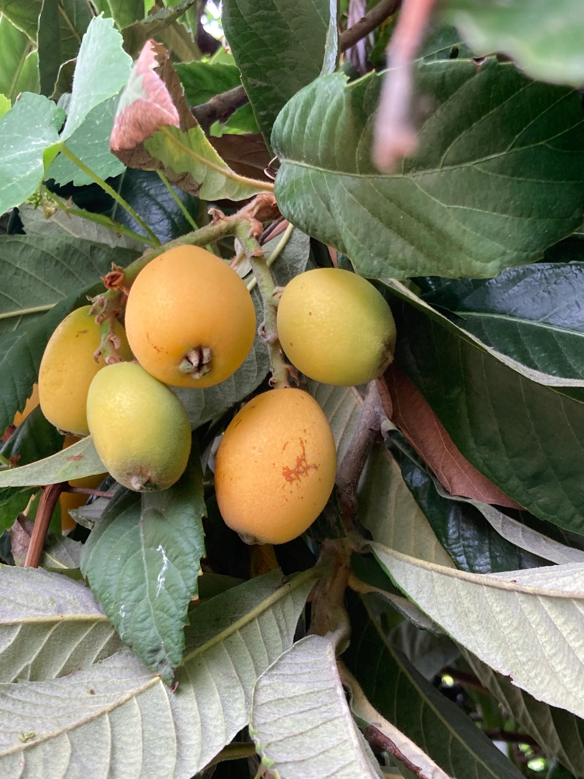 Eriobotrya japonica loquat plant detail
