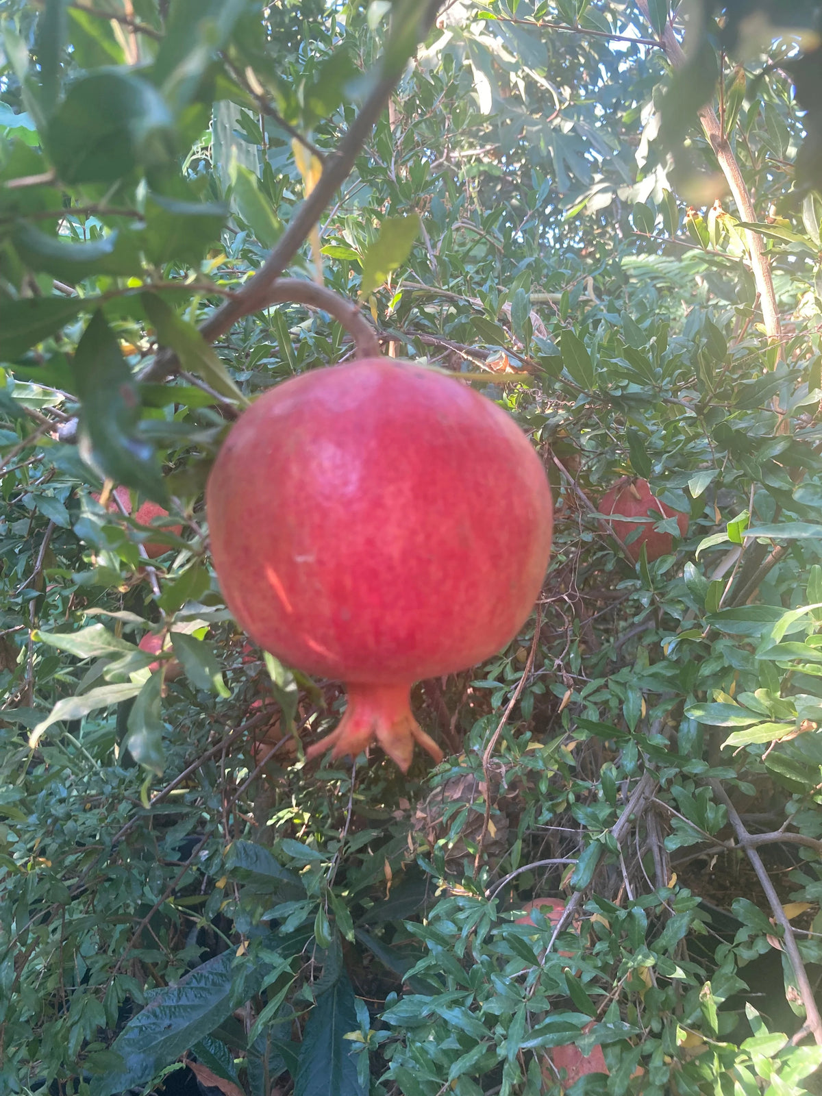 Organic Pomegranate bare root seedling with green leaves, 2-3 feet tall