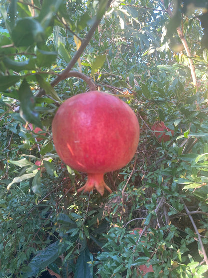 Organic Pomegranate bare root seedling with green leaves, 2-3 feet tall