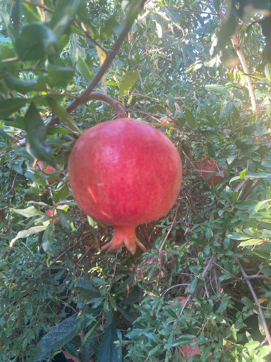 Organic Pomegranate bare root seedling with green leaves, 2-3 feet tall
